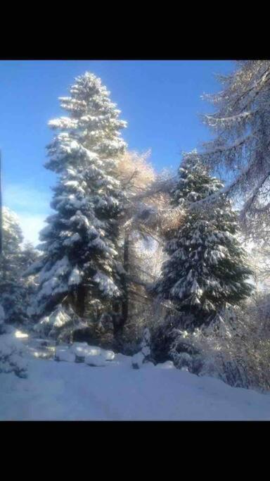 The Beeches Studio, Highlands Of Scotland Newtonmore Exteriör bild